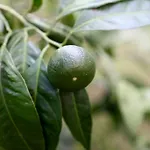 Ξενοδοχείο Club Turkuaz Garden Adult Only Φετιγιέ