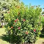 Ξενοδοχείο Club Turkuaz Garden Adult Only