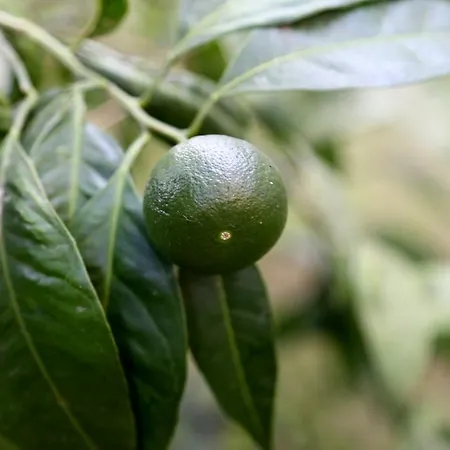 Hotell Club Turkuaz Garden Adult Only Fethiye