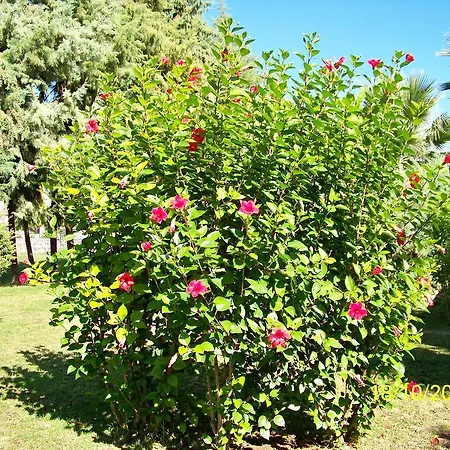 Hotell Club Turkuaz Garden Adult Only